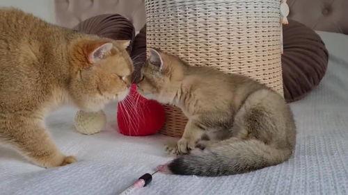 猫样少女,探寻神秘少女的奇幻之旅